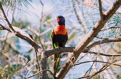 Explore Noosa and surrounds