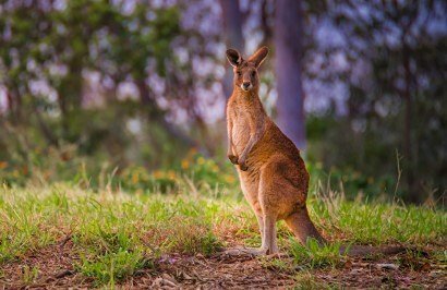 Explore the Gold Coast